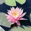 Artikelbild 1 des Artikels “Seerose Sunny Pink “