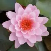 Artikelbild 1 des Artikels “Seerose Fire Crest “