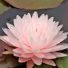 Artikelbild 1 des Artikels “Seerose Gloire de Temple-sur-Lot “
