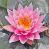 Artikelbild 1 des Artikels “Seerose Rose Arey “
