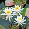 Artikelbild 1 des Artikels “Seerose Arc en Ciel “