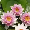 Artikelbild 1 des Artikels “Seerose Hollandia “
