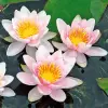 Artikelbild 1 des Artikels “Seerose Mary Patricia “
