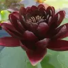 Artikelbild 1 des Artikels “Seerose Black Princess “