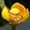 Artikelbild 1 des Artikels “Teichrose “