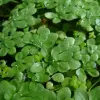 Artikelbild 1 des Artikels “Wasserstern “