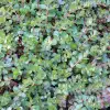 Artikelbild 1 des Artikels “Rotala, rot “