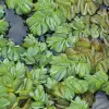 Artikelbild 1 des Artikels “Schwimmfarn “