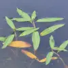 Artikelbild 1 des Artikels “Wasser-Knöterich “