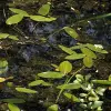 Artikelbild 1 des Artikels “Laichkraut, Schwimmendes “