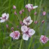 Artikelbild 1 des Artikels “Schwanenblume “