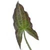 Artikelbild 1 des Artikels “Kupfer-Pfeilblatt “