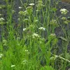 Artikelbild 1 des Artikels “Wasser-Fenchel “