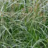 Artikelbild 1 des Artikels “Zypergras “