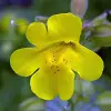 Artikelbild 1 des Artikels “Gauklerblume, gelb “