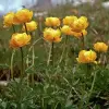 Artikelbild 1 des Artikels “Europäische Trollblume “