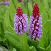 Artikelbild 1 des Artikels “Orchideen-Primel “
