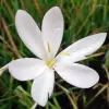 Artikelbild 1 des Artikels “Sumpfgladiole, Spaltgriffel, weiß “