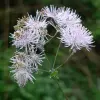 Artikelbild 1 des Artikels “Wiesenraute “