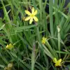 Artikelbild 1 des Artikels “Zwerg-Sumpf-Iris, gelb “