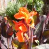 Artikelbild 1 des Artikels “Sumpf-Canna, rot “