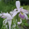 Artikelbild 1 des Artikels “Moororchidee zartrosa “