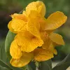 Artikelbild 1 des Artikels “Sumpf-Canna 'Emily' “