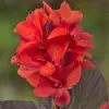 Artikelbild 1 des Artikels “Sumpf-Canna 'Julia' “