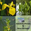 Artikelbild 1 des Artikels “Natur-Teichpflanzen 25 “
