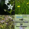 Artikelbild 1 des Artikels “Natur-Teichpflanzen 150 “