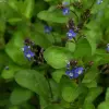 Artikelbild 1 des Artikels “Natur-Teichpflanzen Sortimente “
