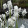 Artikelbild 1 des Artikels “Wollgras-Sortiment “