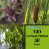 Artikelbild 1 des Artikels “Teichrandpflanzen 100 “