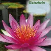 Artikelbild 1 des Artikels “Gutschein für Teich- und Gartenfreunde, Gutschein per Post “