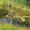 Artikelbild 1 des Artikels “Naturteich 