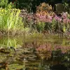 Artikelbild 1 des Artikels “Naturteich 