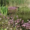 Artikelbild 1 des Artikels “Naturteich 