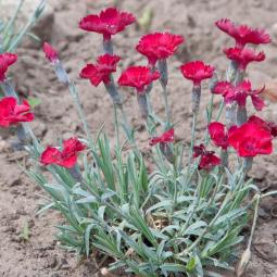 Pfingst-Nelke, rubinrot 