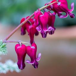 Tränendes Herz, dunkelrot / weiß 