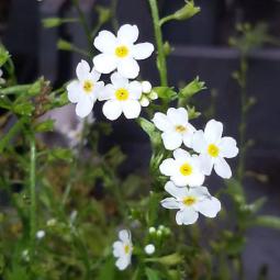 Sumpf-Vergißmeinnicht, weiß 