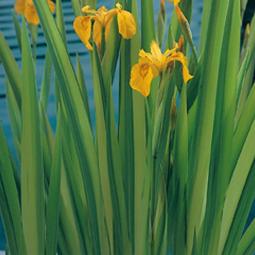 Wasser-Schwertlilie, gestreifte Blätter 