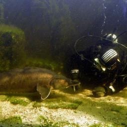 Mal wieder tauchen, Gutschein per Post 
