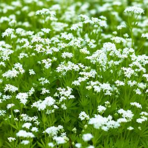 Waldmeister 