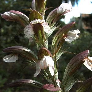 Bärenklau, Akanthus 