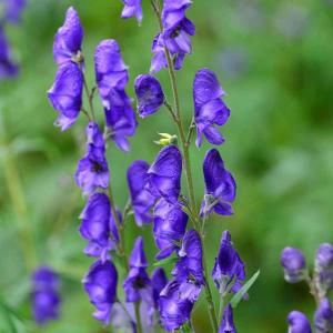 Sommer-Eisenhut, tiefblau 