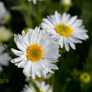 Alpen-Aster, weiß 