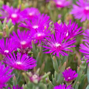 Stauden-Mittagsblume, rosa 