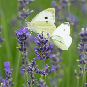 Lavendel, blau (Echter Lavendel) 