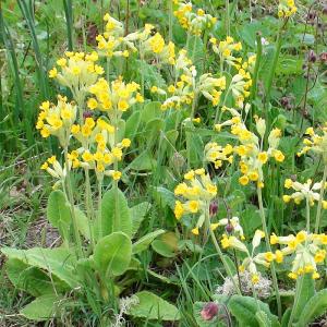 Frühlings-Schlüsselblume 