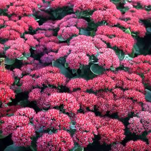 Herbst-Fetthenne, rot 